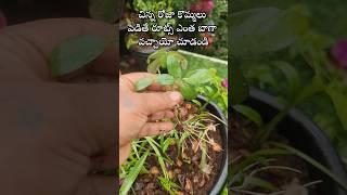 Easy to grow Rose plant from cuttings youtubeshorts shorts rose [upl. by Neddie]