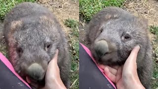 Adorable Wombats Playing [upl. by Nagyam]