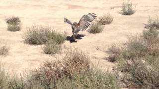 Hawk Vs Snake  Golf Course [upl. by Jumbala]