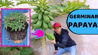 COMO GERMINAR PAPAYA DEL SUPERMERCADO  HUERTO CITADINO [upl. by Siuoleoj]