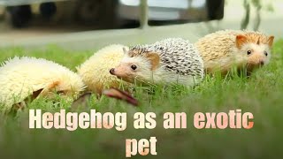 Hedgehog as an exotic pet [upl. by Perla975]