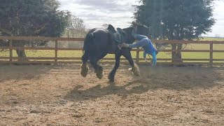 Spooked Horse Launches Rider Off Its Back [upl. by Douville427]