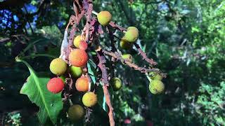 Pacific Madrone  Arbutus menziesii  Part 2 Multicolored Berries [upl. by Hseyaj]