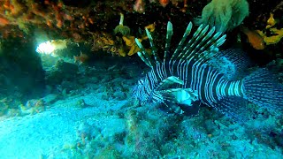 Pesce scorpione  Lion fish Pterois volitans [upl. by Dixon]