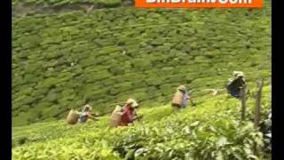 Tea Plantation of munnar [upl. by Adaval]