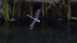 Dragonfly In Slow Motion [upl. by Nnaael]