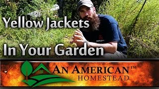 What to do with Yellow Jackets in your Garden  An American Homestead [upl. by Ahseet]