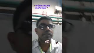 मच्छरों का आतंक terror of mosquitoes shorts dengue dengumosquitoes maleriya [upl. by Shelah60]