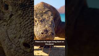 Largest Komodo Dragon on the Planet animals explore shorts [upl. by Weingartner]