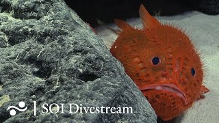 Seamount SFX Deep  SOI Divestream 640  Part 2 [upl. by Carr700]