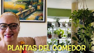 ¡TOUR DE PLANTAS EN EL COMEDOR Y ABAJO DE CASA…ACOMPAÑENME Parte 2 🌱🌿🙋🏼‍♀️💚 S4E235 [upl. by Westfall905]