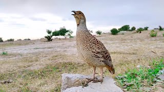 Teetar ki awaaz  Teetar voice  gray francolin teetar sound  Female teetar awaz [upl. by Ashford932]