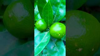 Growing My Own Oranges Feels Amazing gardening backyardgarden homegardening homesteading citrus [upl. by Souza]