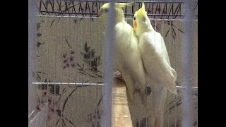 Live Cockatiel Parrot Stream  parrots  birds livestream [upl. by Eimaral797]