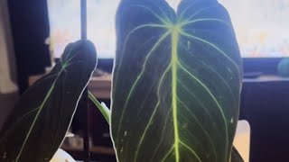 Philodendron melanochrysum  cudo z wyprzedaży🔥🔥🔥🔥 [upl. by Elana812]