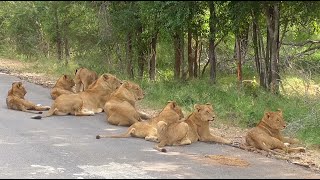 South Africa Krugerpark incl The Big Five [upl. by Becki919]