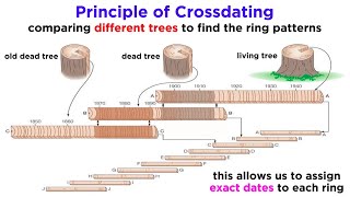 Core Principles and Concepts of Dendrochronology [upl. by Peppie]