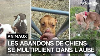 Les abandons de chiens se multiplient dans lAube [upl. by Aiekat]