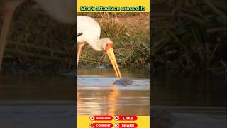 Stork attack on crocodile 🐊 animals wildanimal shortsviral [upl. by Corinne]