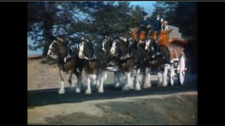 Budweiser Clydesdale Tradition Commercial 1974 [upl. by Irrok]