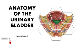 Anatomy of the Urinary bladder explained in tamil medilecturestamil [upl. by Om]