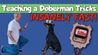 How to Teach Tricks to a Doberman Insanely Fast [upl. by Chadd]