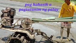 paghahasik o pagtatanim ng palay buhay probinsya [upl. by Evangelia]