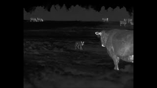 Rancher has a HUGE Coyote Problem  45 Coyotes down with the HD Iray RS75 Thermal [upl. by Imuy]