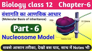 Biology class 12 chapter 6 molecular basis of inheritance  nucleosome model  dna packaging 12th [upl. by Einaled]