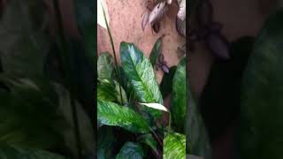 Variegated Peace Lily plants houseplants plantita shorts [upl. by Chariot772]