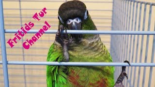 Сage for a parrot greencheeked conure Pyrrhura molinae Review [upl. by Enytnoel71]