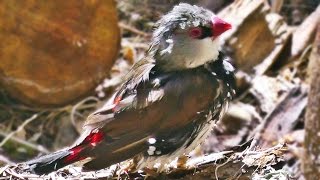 Diamond Firetail  Exotic Birds [upl. by Mcintyre855]