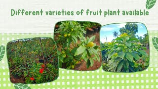 FRUIT PLANTS AVALIABLE  TAIWAN FRUIT PLANTS  FRUIT PLANTS PART 1 [upl. by Ursuline]