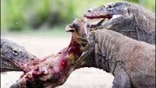 Komodo dragon vs goat  komodo eating a goat [upl. by Amisoc727]