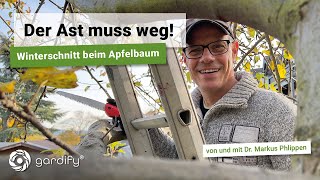 Winterschnitt beim Apfelbaum Wenn starke Schnittmaßnahmen anstehen schneidet man im Winter Gardify [upl. by Nongim986]