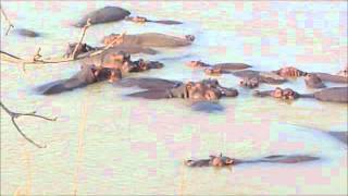 Hippos fighting for space in South Luangwa river [upl. by Leviram694]