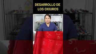 DESARROLLO DE LOS OXIUROS [upl. by Mayer]