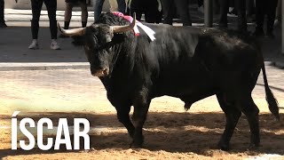 Íscar 2024 Suelta de Dos Toros de Cajón [upl. by Tibold]