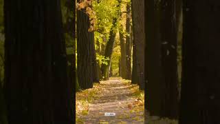 Explore the Golden Path An Unforgettable Sensory Adventure [upl. by Zeugirdor]