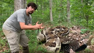 The Timber Rattlesnake is NOT Aggressive [upl. by Bottali416]