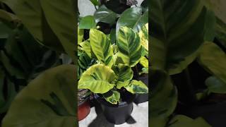 calathea calatheaplant plantslovers indoorplants loveplants shorts ytshort short [upl. by Mindy]