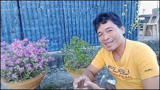 How to use triple 14 complete fertilizerin bougainvillea for flowering [upl. by Ferree12]