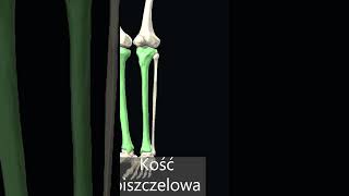 Kość piszczelowa tibia [upl. by Rozalin]