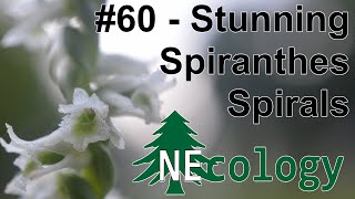 NEcology 60  Stunning Spiranthes Spirals [upl. by Campagna]