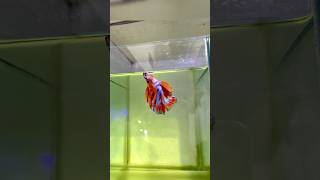 •Beautiful Beta Fish 🪱 betafish fish aquarium viralvideo video animal [upl. by Thill372]