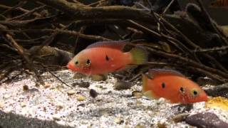 Hemichromis sp Gabunfry [upl. by Marrin763]