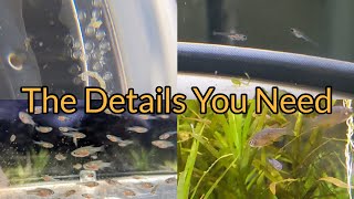 How To Breed Celestial Pearl Danios A True Walkthrough [upl. by Haimarej460]