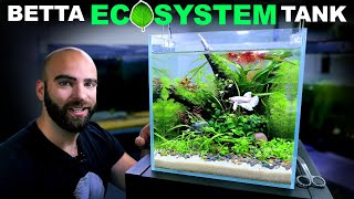 Betta Eco Tank No Water Changes No Filter Low Tech Aquascape Tutorial [upl. by Aissela368]