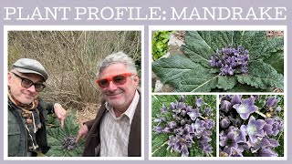 Plant Profile Mandrake  Mandragora officinarum [upl. by Manbahs920]