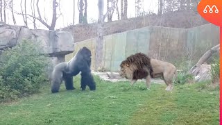 LEÃO vs GORILA QUEM GANHA ESSA LUTA Lion vs Gorilla [upl. by Ofella651]